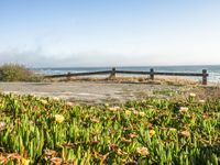 Coastal Road in California with Clear Sky and Spring Flowers