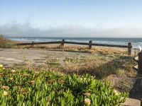 Coastal Road in California with Clear Sky and Spring Flowers