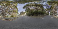 an upside down view shows a half - way view of a paved road with trees