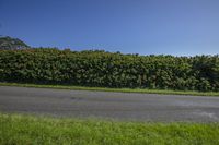 a person is riding a skateboard down the road by a hedge that is on a side walk