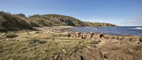 rocky shore next to water and some brush with lots of trees in it, near the cliffs