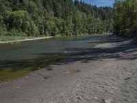 an image of a scenic river by the woods in summer time photo credit is not available