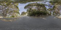 an upside down view shows a half - way view of a paved road with trees