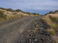 a grassy, rocky terrain area with a trail and grassy field with plants in the background