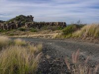 a grassy, rocky terrain area with a trail and grassy field with plants in the background