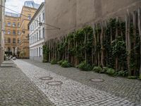 cobblestone walkway leading to the back of buildings, with ivy growing up either side