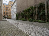 cobblestone walkway leading to the back of buildings, with ivy growing up either side