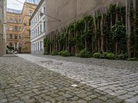 cobblestone walkway leading to the back of buildings, with ivy growing up either side