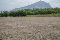 there is a large mountain behind the field of grass and weeds in the foreground