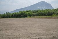 there is a large mountain behind the field of grass and weeds in the foreground