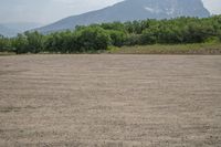 there is a large mountain behind the field of grass and weeds in the foreground