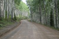 Colorado Alpine Landscape: Kebler Pass