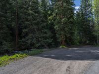 an asphalt road in the middle of a forest, with evergreen trees in the background