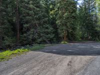 an asphalt road in the middle of a forest, with evergreen trees in the background