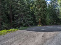 an asphalt road in the middle of a forest, with evergreen trees in the background