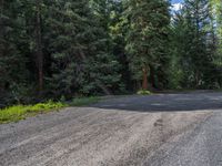 an asphalt road in the middle of a forest, with evergreen trees in the background