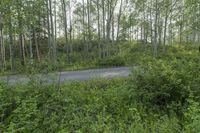 a truck driving on the road through an overgrown area of green and trees in the background