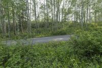 a truck driving on the road through an overgrown area of green and trees in the background