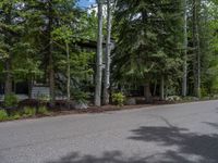 an empty street lined with trees and a mountain range in the distance in the back