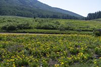 a small field full of green and yellow flowers with trees in the background, and a rock near by