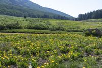 a small field full of green and yellow flowers with trees in the background, and a rock near by