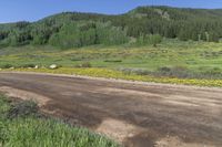 a dirt road that is surrounded by yellow flowers and a forest in the background has some trees in the background