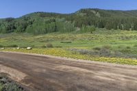 a dirt road that is surrounded by yellow flowers and a forest in the background has some trees in the background