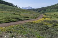 a dirt road leads through green field filled with flowers and a mountain in the background