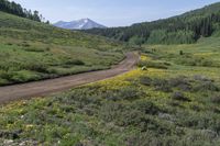 a dirt road leads through green field filled with flowers and a mountain in the background