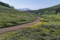 a dirt road leads through green field filled with flowers and a mountain in the background