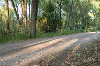 a dirt road surrounded by some tall trees with sun streaming through the leaves on each side