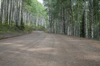 a road with white birch trees lining the side of it in a forest setting with a gravel road