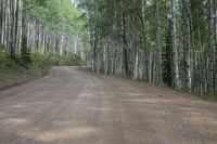 a road with white birch trees lining the side of it in a forest setting with a gravel road