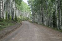 a road with white birch trees lining the side of it in a forest setting with a gravel road