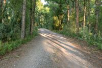 a dirt road surrounded by some tall trees with sun streaming through the leaves on each side