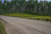 a dirt road is shown with a number of trees in the background and flowers on either side