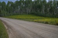 a dirt road is shown with a number of trees in the background and flowers on either side