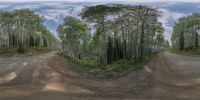 a dirt road and woods with trees in the background with a full fish eye lens