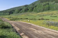 Colorado Dirt Road Through Lush Vegetation 001