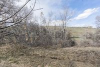 an area with dry grass and some dead trees and sky above it and another area with a green hill in the distance