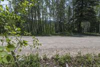 an empty dirt road with a green tree in the background on a sunny day in a wooded area