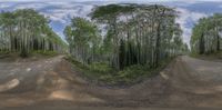 a dirt road and woods with trees in the background with a full fish eye lens