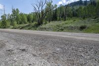 an empty road on a sunny day with mountain in background and trees on the side of the road