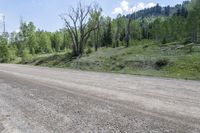 an empty road on a sunny day with mountain in background and trees on the side of the road