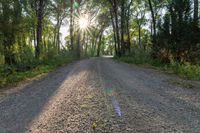 a dirt road surrounded by some tall trees with sun streaming through the leaves on each side