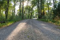 a dirt road surrounded by some tall trees with sun streaming through the leaves on each side