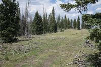 Colorado Forest Grass Path - Day 001