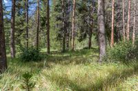 a pine forest with sparse grass on the ground and tall trees behind it and an opening in the distance