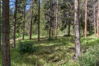 a pine forest with sparse grass on the ground and tall trees behind it and an opening in the distance