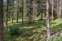 a pine forest with sparse grass on the ground and tall trees behind it and an opening in the distance